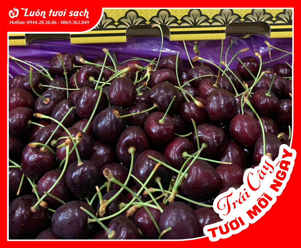 Cherry đỏ Mỹ sz 9,5-10